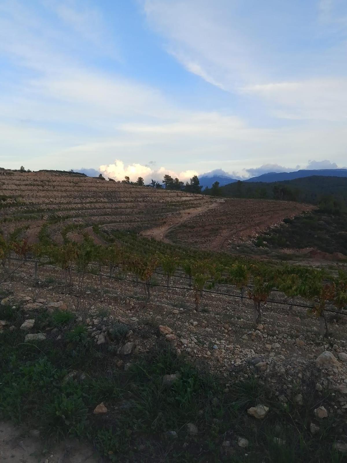 Apartamento Camins Del Priorat Ermita Sant Pau El Masroig Exterior foto
